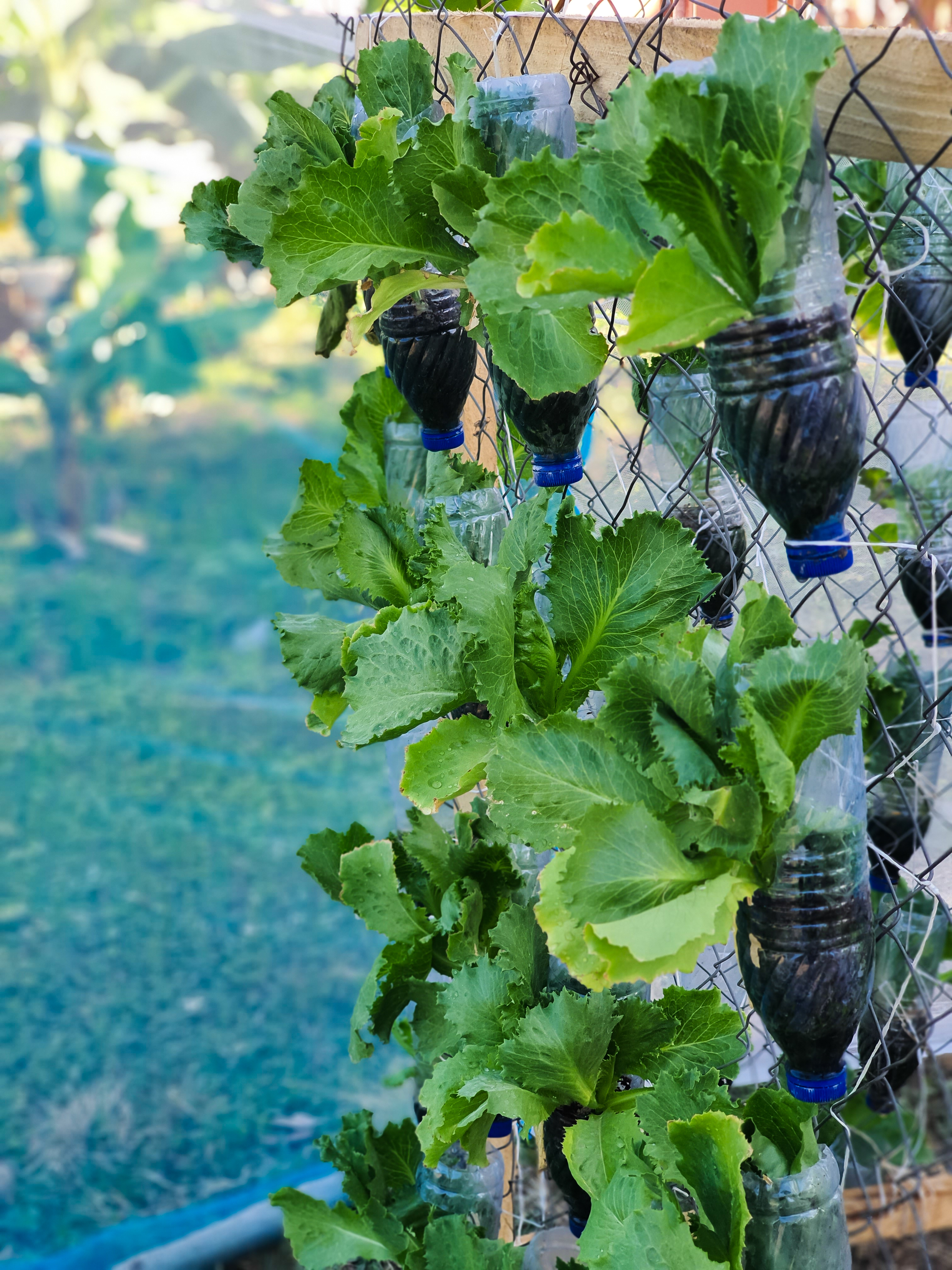 vertical farming using plastic bottles by EcoBloom Farm vertical farming using plastic bottles