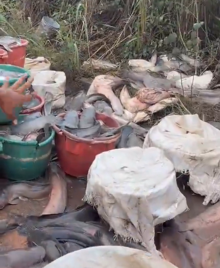 Massive catfish dead Losses Caused by Warri-Benin Gridlock dead catfish losses Warri-Benin gridlock in 2026