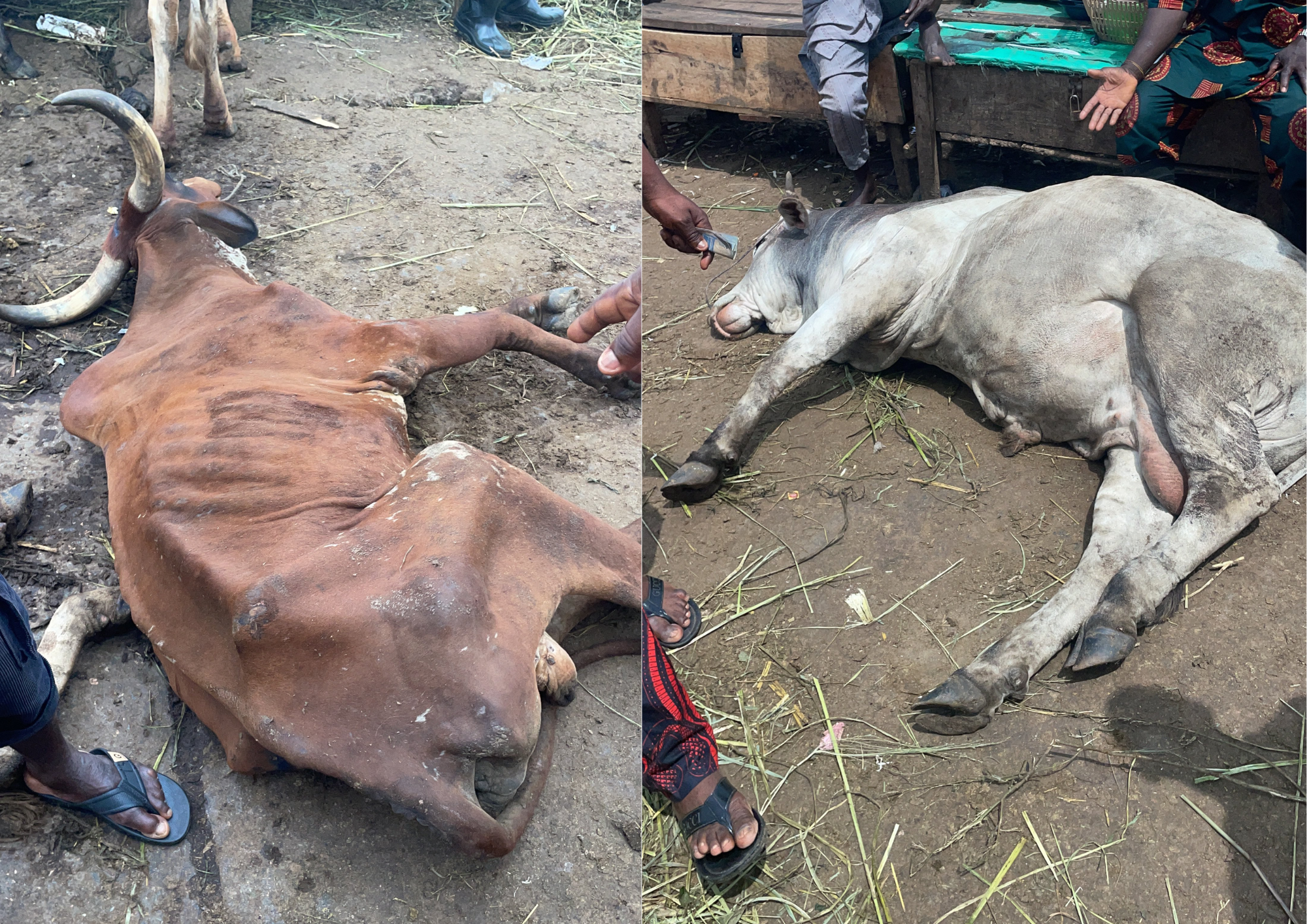 Cheap cattle at Akinyele Market in Ibadan, Oyo State. Source: X/@chemilly20 cheap sick-looking cattle at Akinyele Market in Ibadan, Oyo State, Nigeria